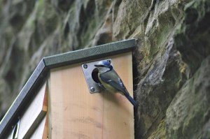 chorltoncommunitywildlifegarden2