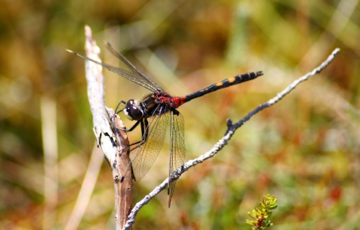 White-faced Darter - Kevin Reynolds